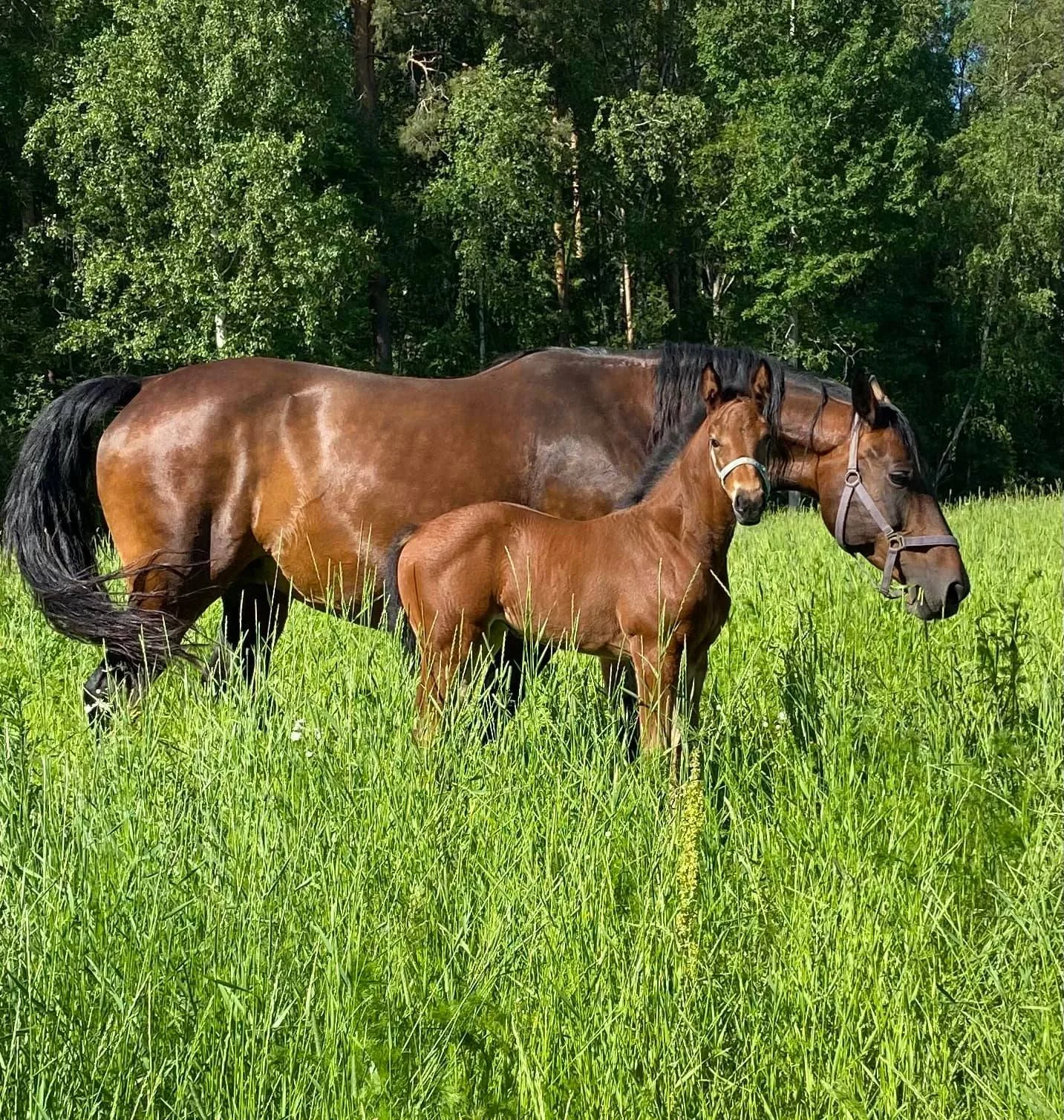 Anneli Hakatie, Sammaliston Talli